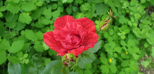 Κόκκινο Ριγέ Τριαντάφυλλο Ένα Πράσινο Φόντο — Φωτογραφία Αρχείου