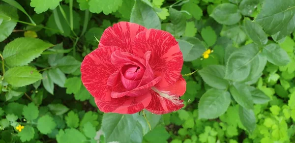 red striped rose on a green background