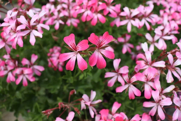 美丽的粉红花朵在花坛上闪闪发光 — 图库照片