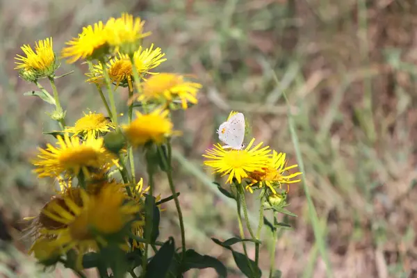 Motyl Żółtych Kwiatach Słoneczny Dzień — Zdjęcie stockowe