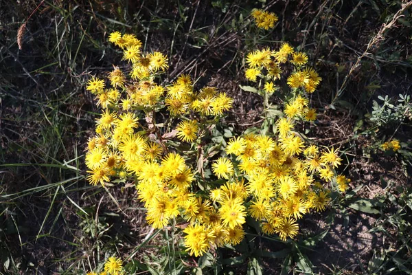 Yellow Flowers Flower Bush Ground — Stock Photo, Image