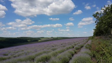 Gökyüzüne ve günbatımına karşı lavanta tarlası