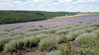 Gökyüzüne ve günbatımına karşı lavanta tarlası