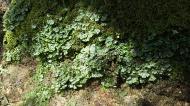 Güneşli bir günde, ıslak taşın üzerinde yosun.
