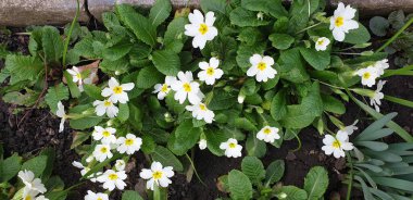 Baharda güzel beyaz çiçekler çiçek tarhında, beyaz küçük çiçekler, yeşil büyük yapraklar ve beyaz çiçekler