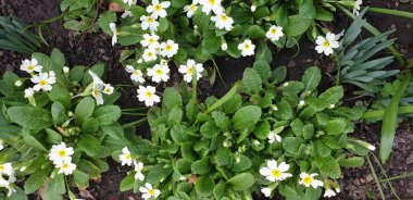 Baharda güzel beyaz çiçekler çiçek tarhında, beyaz küçük çiçekler, yeşil büyük yapraklar ve beyaz çiçekler