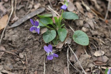 İlkbaharda ormanda güzel mavi çiçekler
