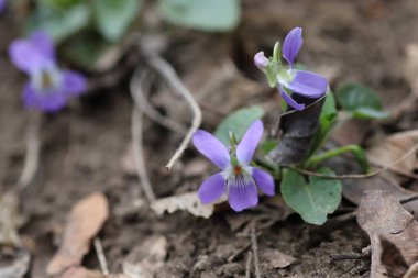 İlkbaharda ormanda güzel mavi çiçekler