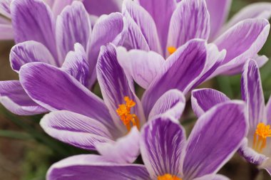 Baharda çiçek tarhında güzel mor çiçekler