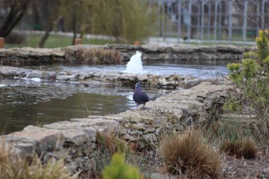 Güvercin çitin üzerindeki gölün yanında yürüyor.