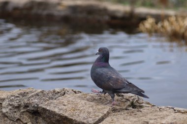 Güvercin çitin üzerindeki gölün yanında yürüyor.