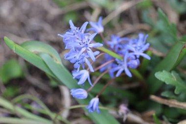 İlkbaharda ormanda güzel mavi çiçekler