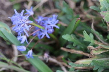 İlkbaharda ormanda güzel mavi çiçekler