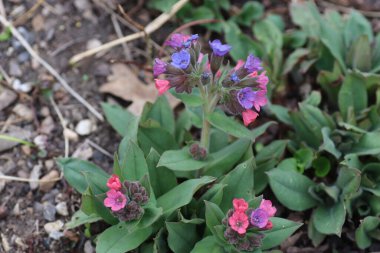 Baharda bahçede güzel mavi pembe çiçekler