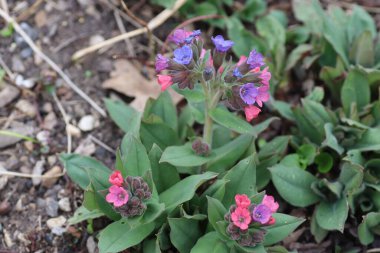 Baharda bahçede güzel mavi pembe çiçekler