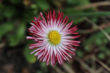 pembe ve beyaz bahar çiçekleri