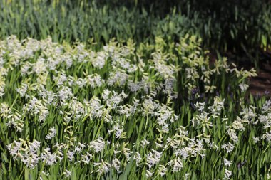 Beyaz küçük çiçekler, yeşil büyük yapraklar ve beyaz çiçekler.