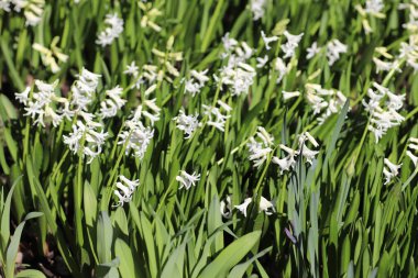 Beyaz küçük çiçekler, yeşil büyük yapraklar ve beyaz çiçekler.