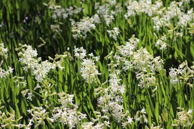 Beyaz küçük çiçekler, yeşil büyük yapraklar ve beyaz çiçekler.