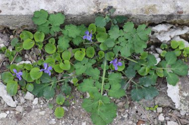 Küçük mavi çiçekler bir taşın üzerinde filizlenir, ya da beton adımlar