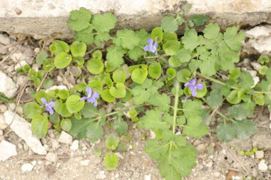 Küçük mavi çiçekler bir taşın üzerinde filizlenir, ya da beton adımlar