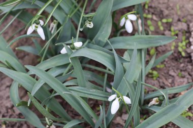 Ormanda ilkbaharda güzel beyaz çiçekler