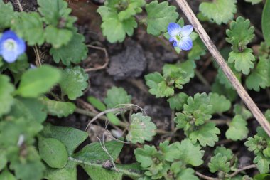 Güzel yeşil bir arka plan gibi rahatlatıcı mavi çiçekler.
