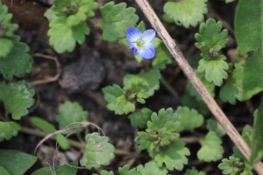 Güzel yeşil bir arka plan gibi rahatlatıcı mavi çiçekler.