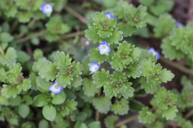 Güzel yeşil bir arka plan gibi rahatlatıcı mavi çiçekler.