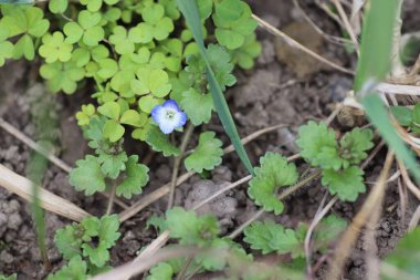 Güzel yeşil bir arka plan gibi rahatlatıcı mavi çiçekler.