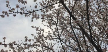 Bir ağaçta çiçek açan bahar, beyaz çiçekler.