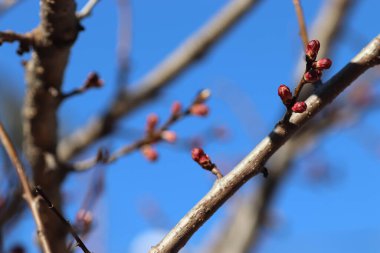 Çiçek açan ağaçlar Ilık mevsimin başlangıcında