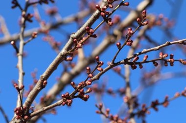 Çiçek açan ağaçlar Ilık mevsimin başlangıcında