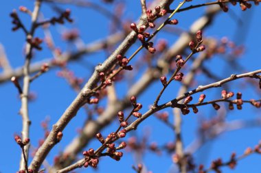 Çiçek açan ağaçlar Ilık mevsimin başlangıcında