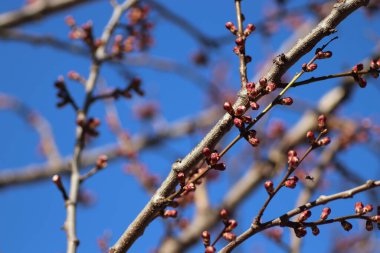 Çiçek açan ağaçlar Ilık mevsimin başlangıcında