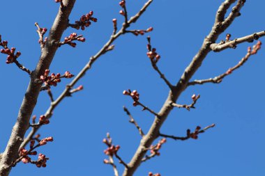 Çiçek açan ağaçlar Ilık mevsimin başlangıcında