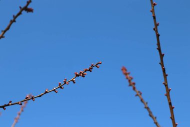 Pembe tomurcuklar ağaçta, mavi gökyüzüne karşı, bahar çiçek açıyor.