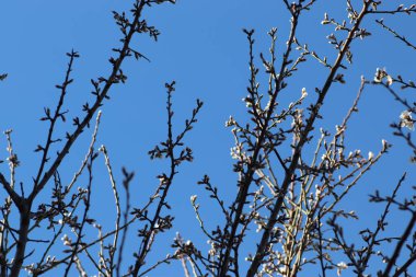 Pembe tomurcuklar ağaçta, mavi gökyüzüne karşı, bahar çiçek açıyor.