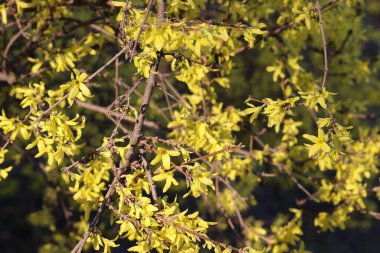 Bir ağaçta açan çiçekler, sarı çiçekler.