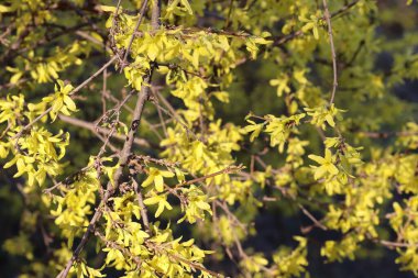 Bir ağaçta açan çiçekler, sarı çiçekler.