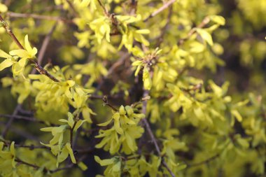 Bir ağaçta açan çiçekler, sarı çiçekler.