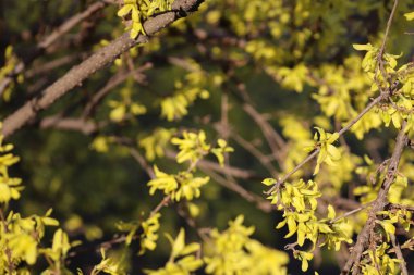 Bir ağaçta açan çiçekler, sarı çiçekler.