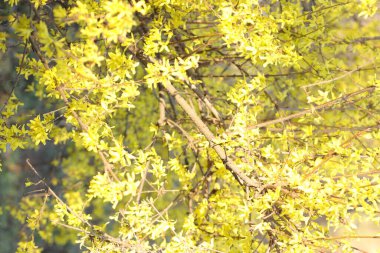 Bir ağaçta açan çiçekler, sarı çiçekler.