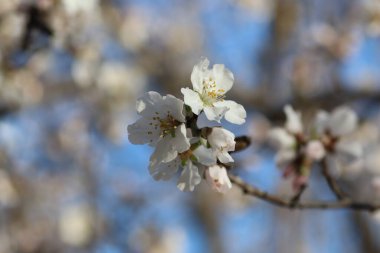 Bir ağaçta çiçek açan bahar, beyaz çiçekler.