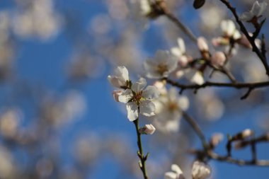 Bir ağaçta çiçek açan bahar, beyaz çiçekler.
