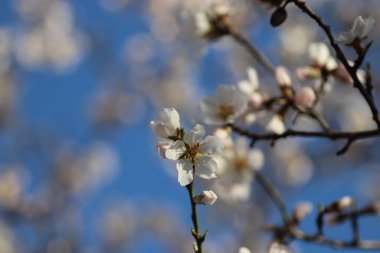 Bir ağaçta çiçek açan bahar, beyaz çiçekler.
