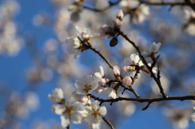 Bir ağaçta çiçek açan bahar, beyaz çiçekler.