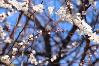 Bir ağaçta çiçek açan bahar, beyaz çiçekler.