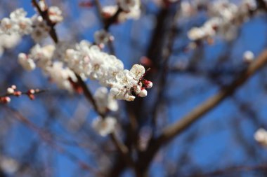 Bir ağaçta çiçek açan bahar, beyaz çiçekler.