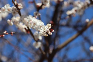Bir ağaçta çiçek açan bahar, beyaz çiçekler.